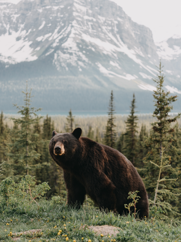 Urso Pardo