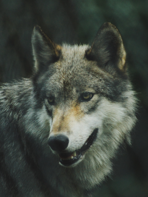 Lobo Cinza