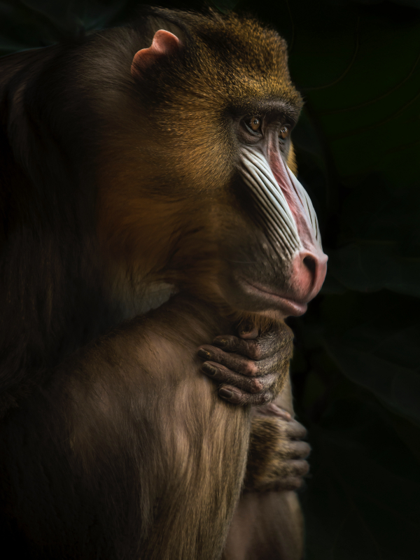 Macaco Babuíno